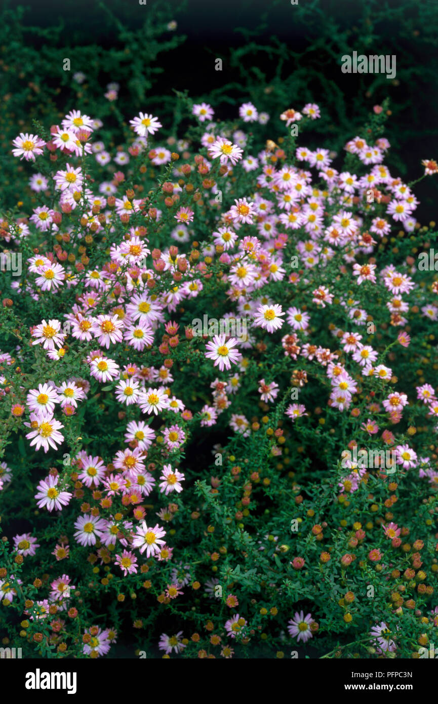 Aster ericoides 'Pink Cloud' (Heath aster), flowers, unfurled and unfurling buds Stock Photo