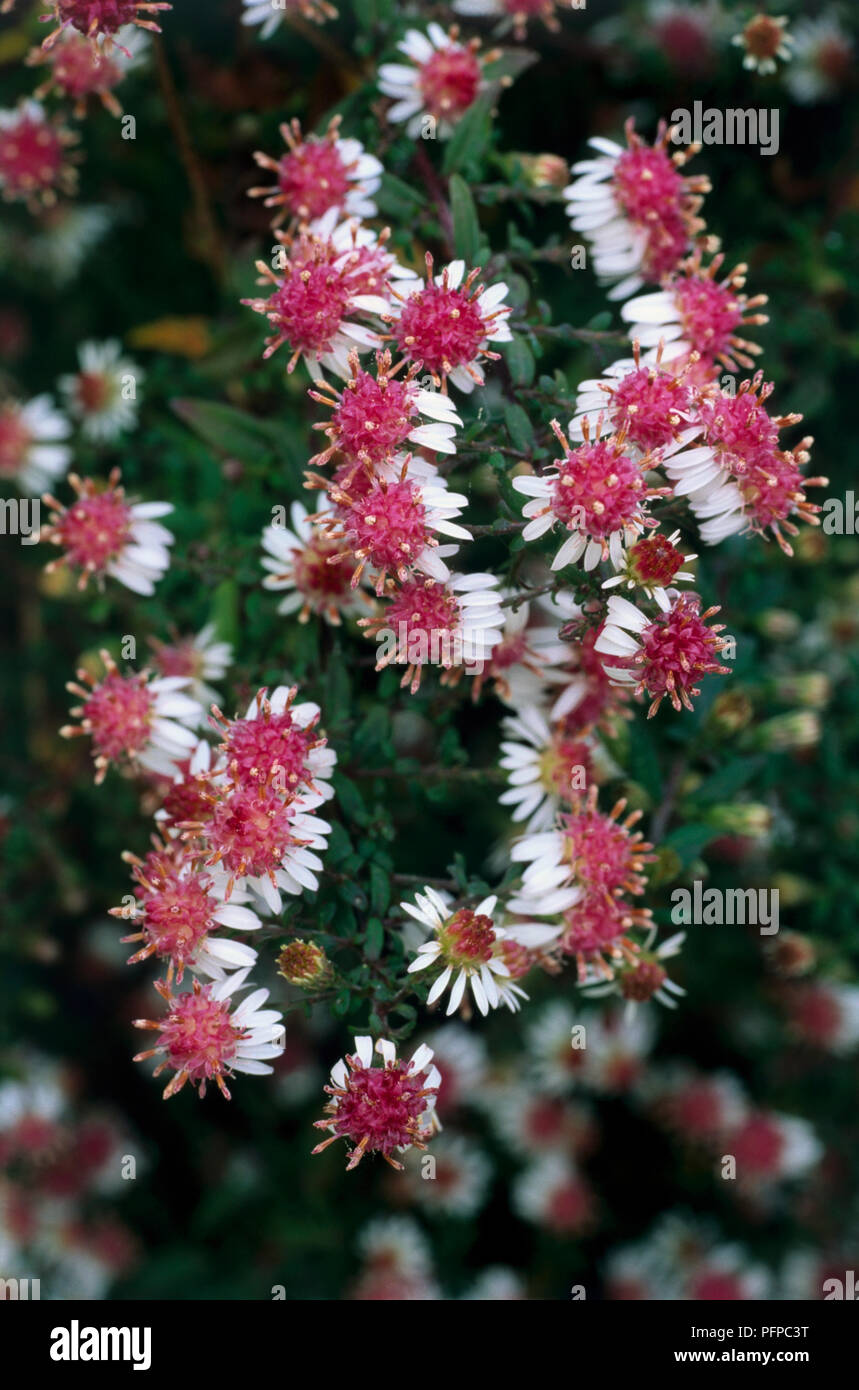 Aster lateriflorus 'Horizontalis', flowers, unfurling buds, corymbs, ray-florets, and rose-pink disc-florets, close-up Stock Photo