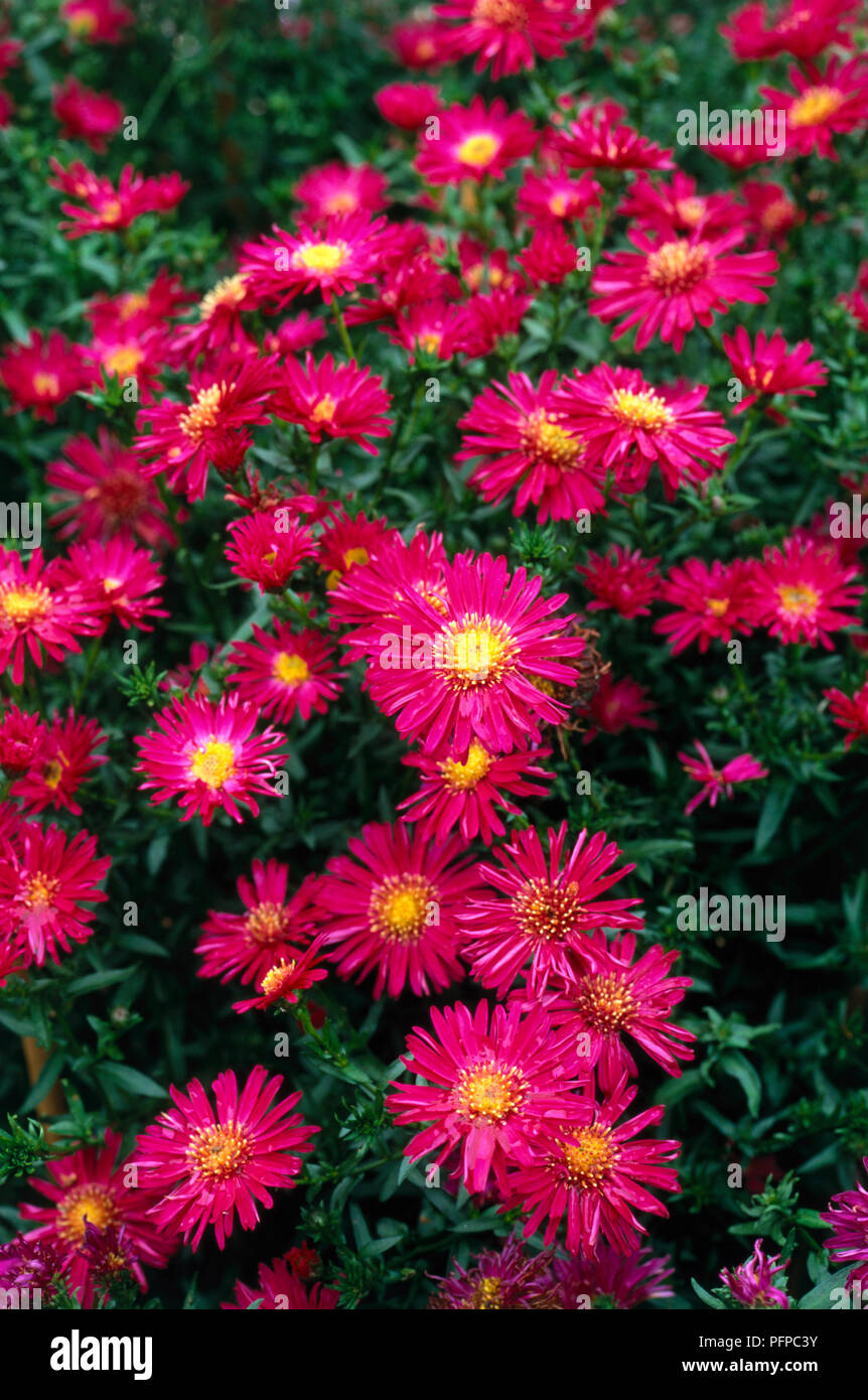 Aster novi-belgii 'Rufus' (New York aster), cultivar with magenta flowers, close-up Stock Photo