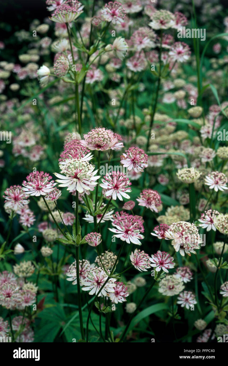 Astrantia Major Large White Stock Photos & Astrantia Major