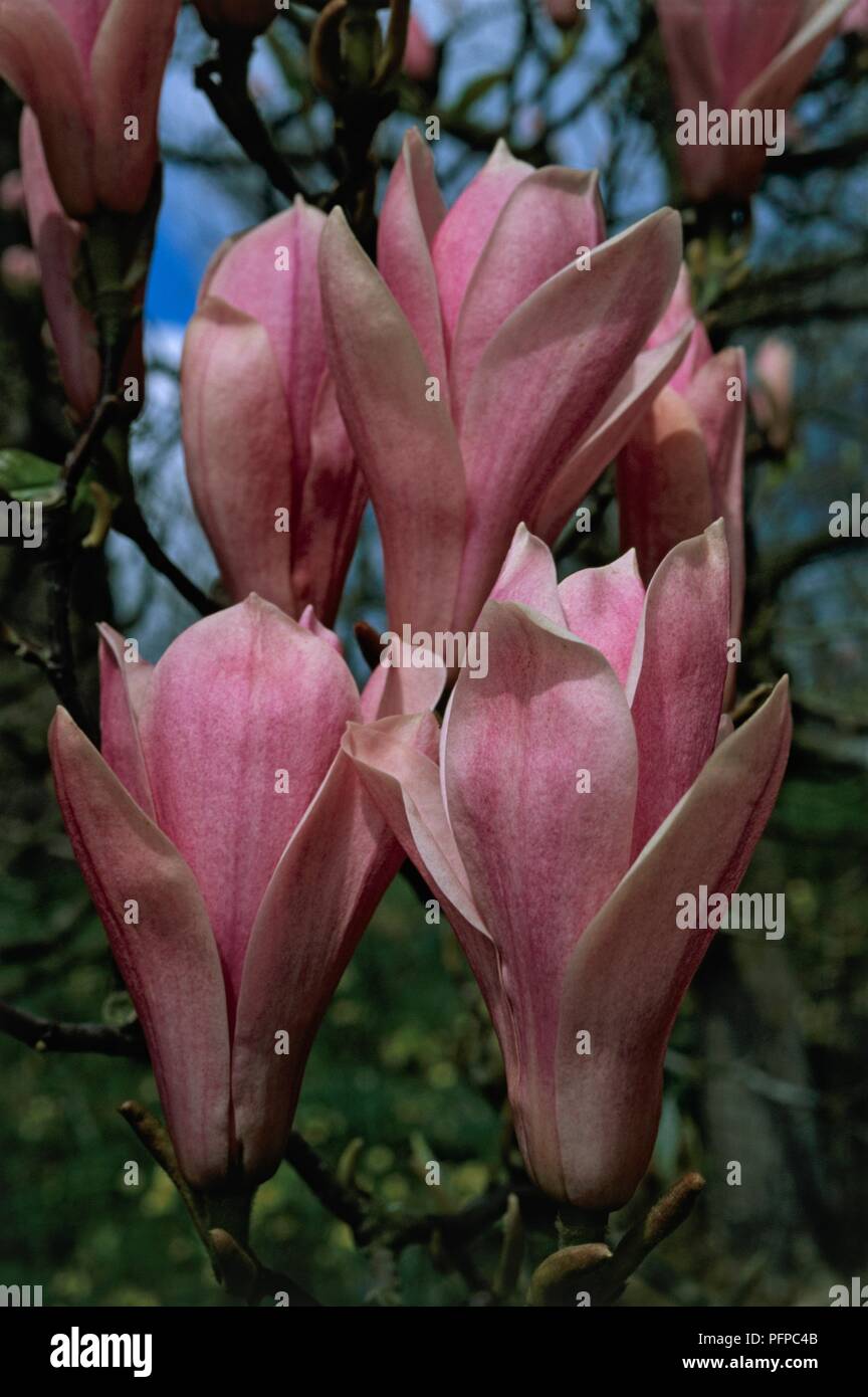 Magnolia 'Heaven Scent', pink flowers emerging from large buds, close-up Stock Photo