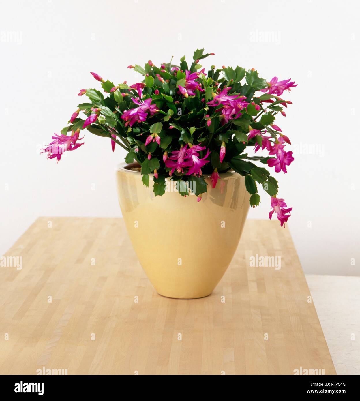 Schlumbergera hybrid (Christmas cactus) with magenta flowers in ceramic plant pot on wooden surface Stock Photo