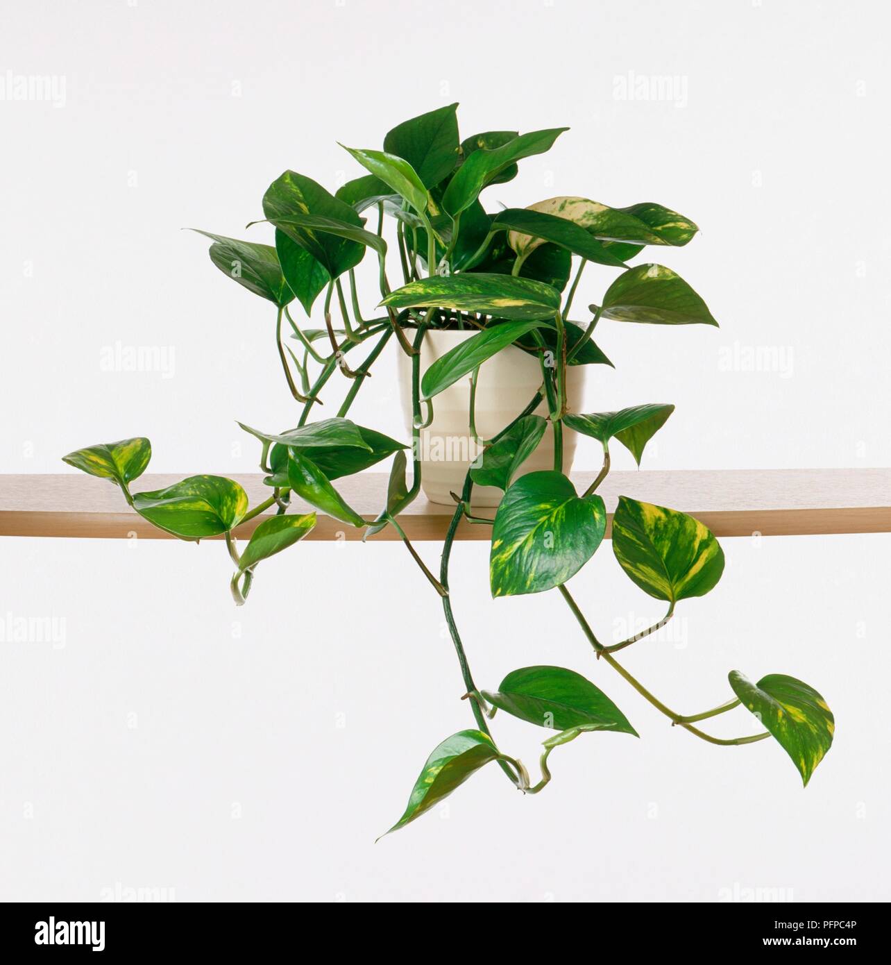 Epipremnum aureum 'Marble Queen' (Devil's ivy) in plant pot on shelf Stock Photo