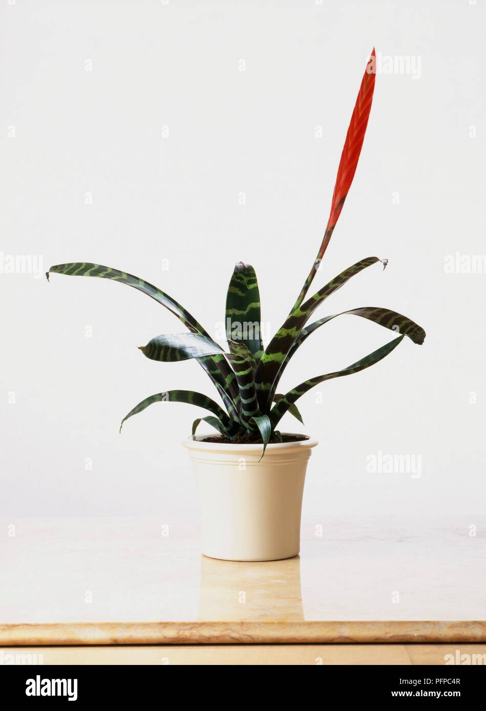 Vriesea splendens (Flaming sword) showing red inflorescence and variegated leaves, in ceramic pot Stock Photo