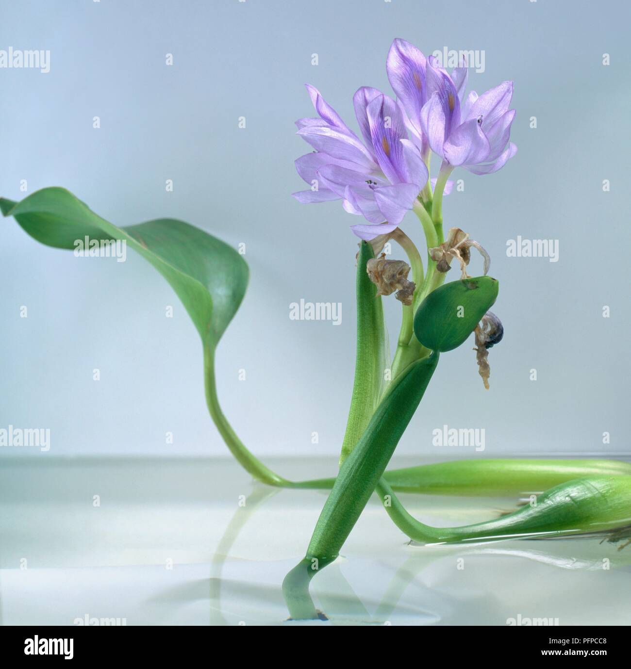 Water hyacinth (Eichhornia crassipes) Stock Photo