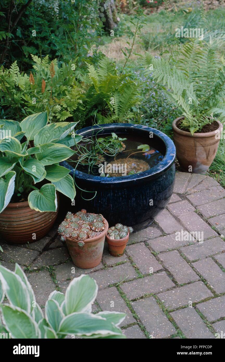 Pot plants in terracotta flower pots, and blue glazed tub filled with aquatic plants in water on patio Stock Photo