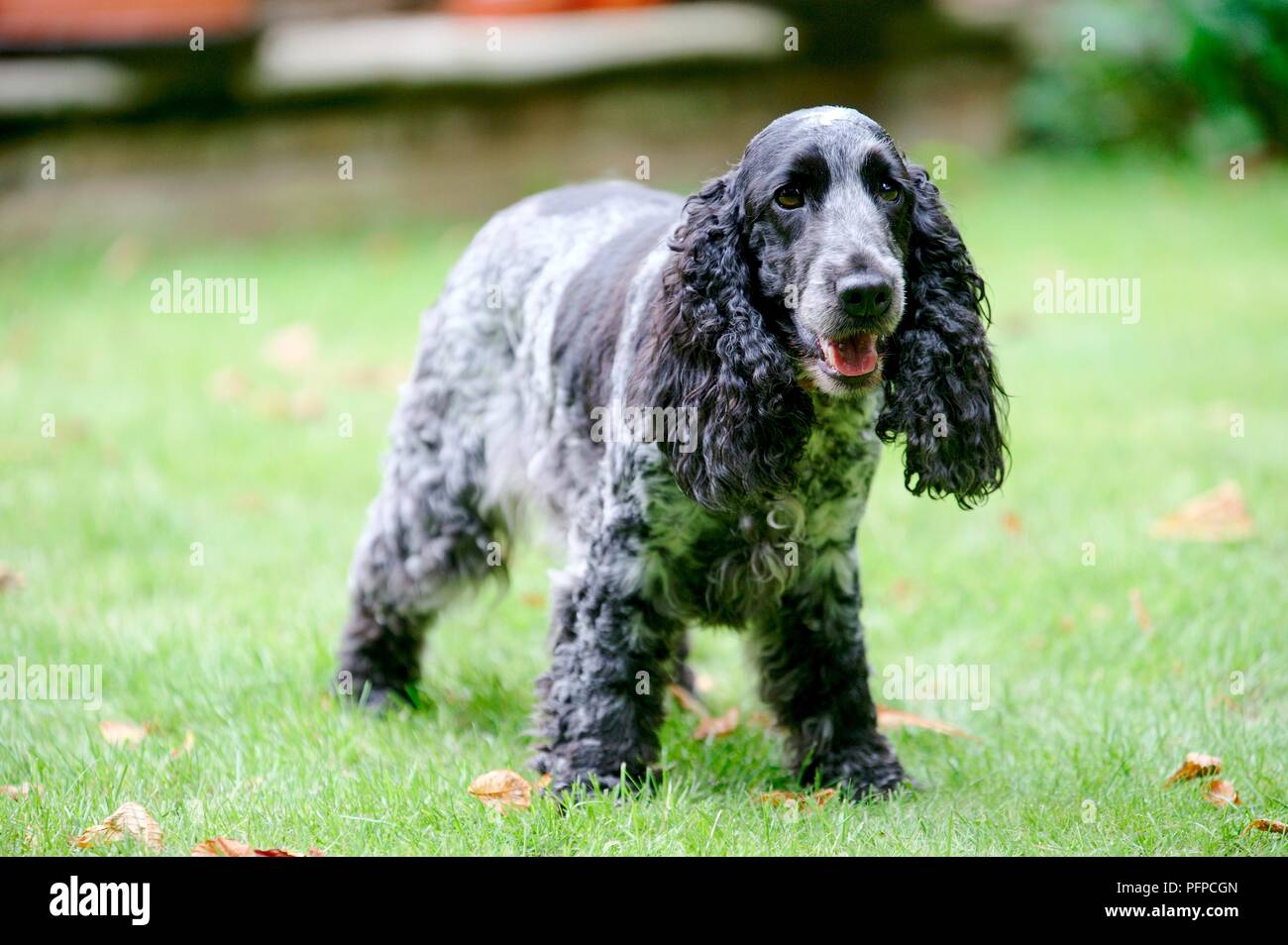 Spaniel dog standing on a lawn Stock Photo