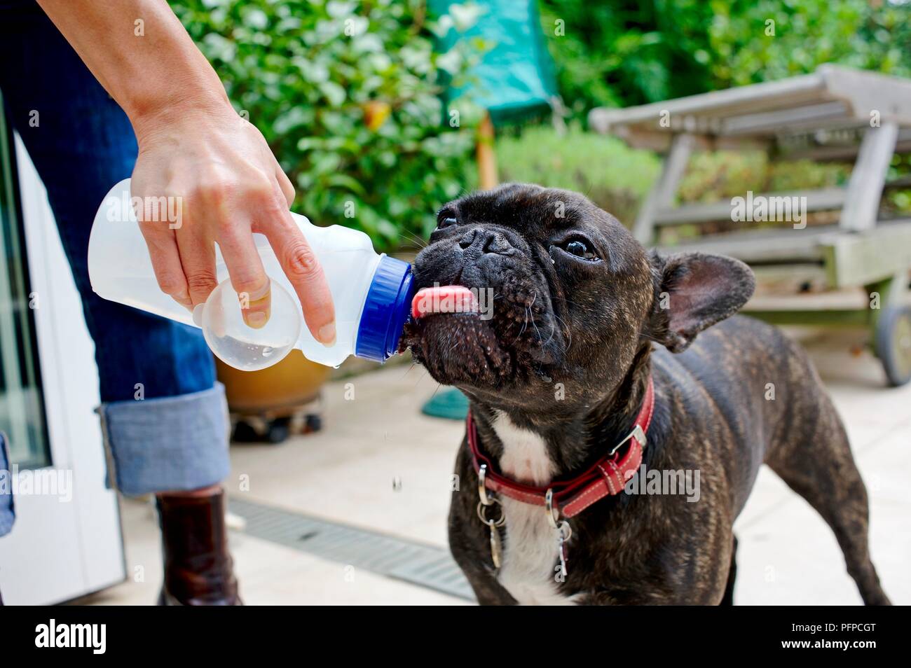 French bulldog drinking water from bottle Stock Photo Alamy