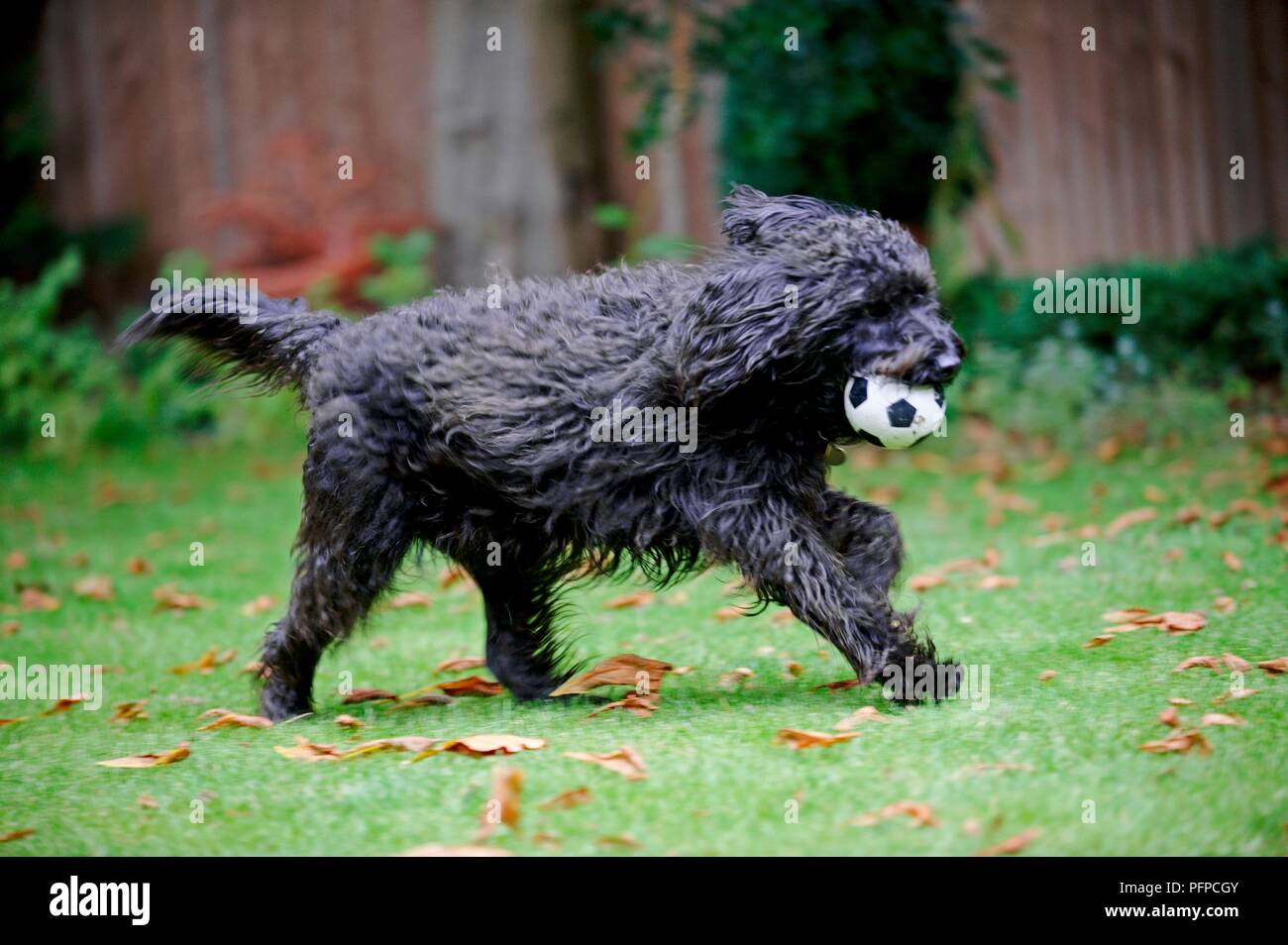 Small black dog carrying a ball, side view Stock Photo