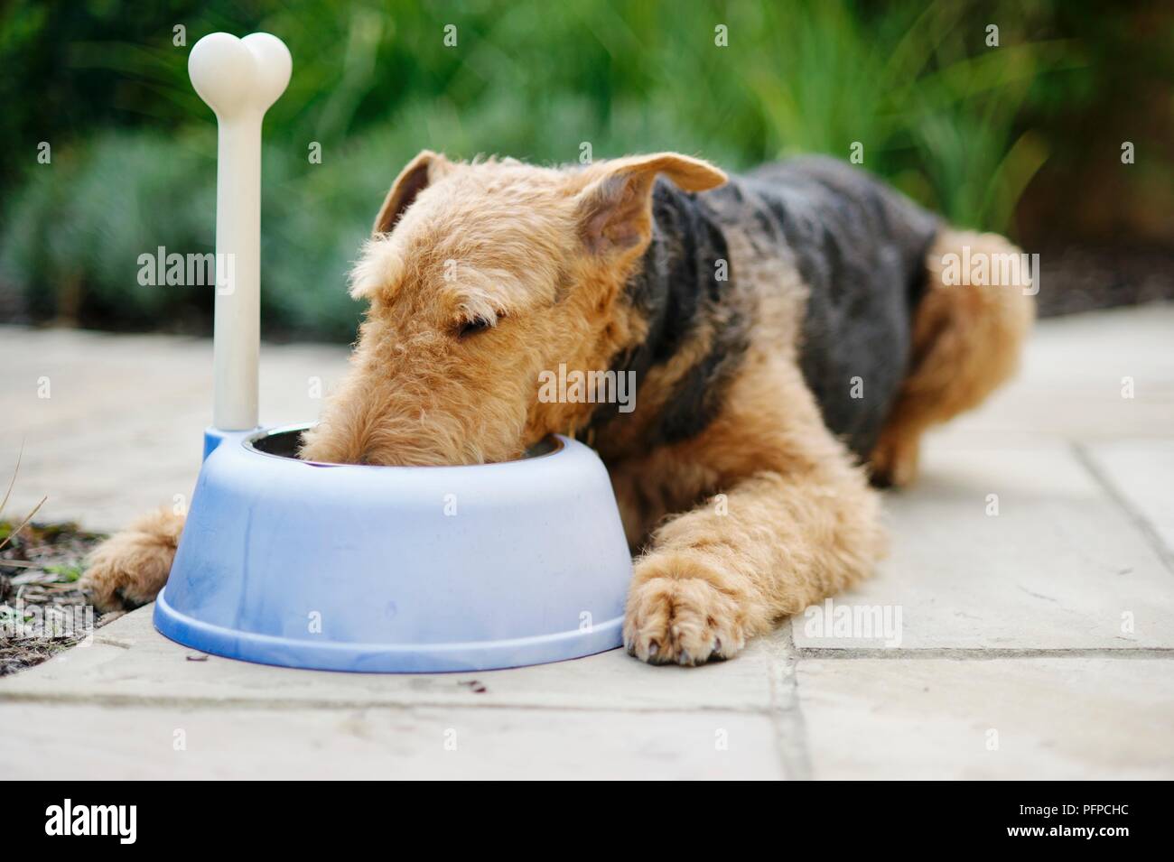Airedale Terrier lying on patio feeding from blue plastic dog bowl with toy bone sticking up from side Stock Photo