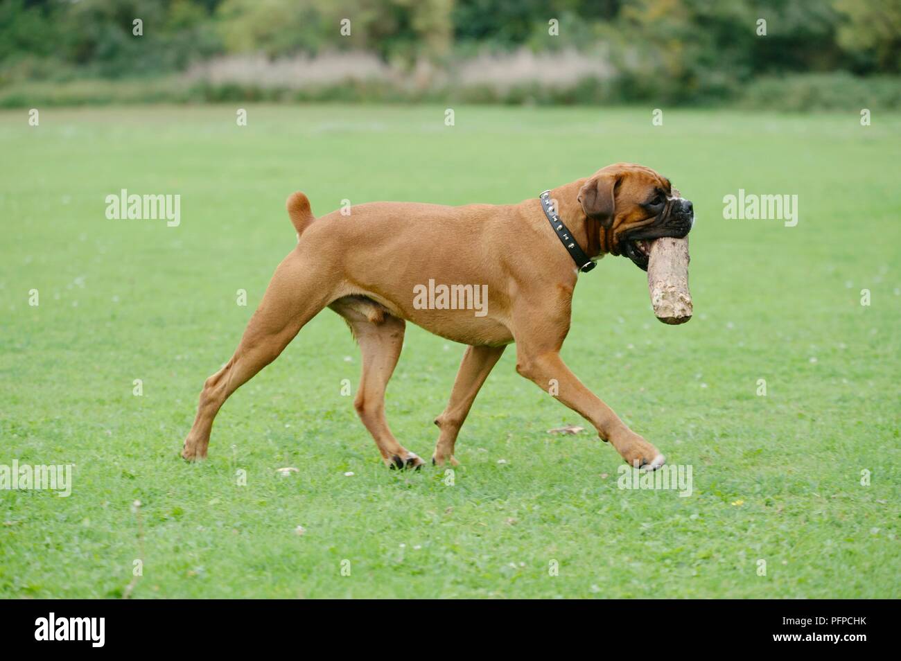Male Boxer dog walking on grass and carrying log in mouth Stock Photo