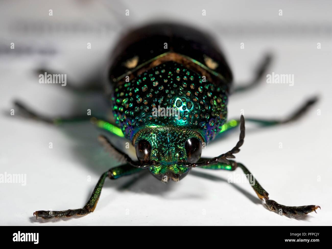 iridescent-green-beetle-extreme-close-up-stock-photo-alamy