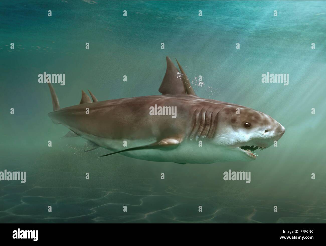 Hybodus prehistoric shark swimming in sea Stock Photo