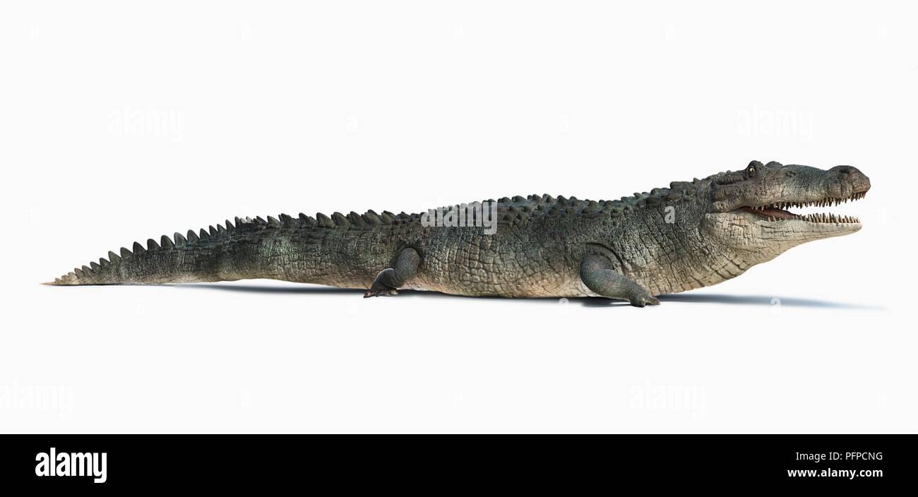 Deinosuchus crocodile - Stock Image - E446/0538 - Science Photo Library