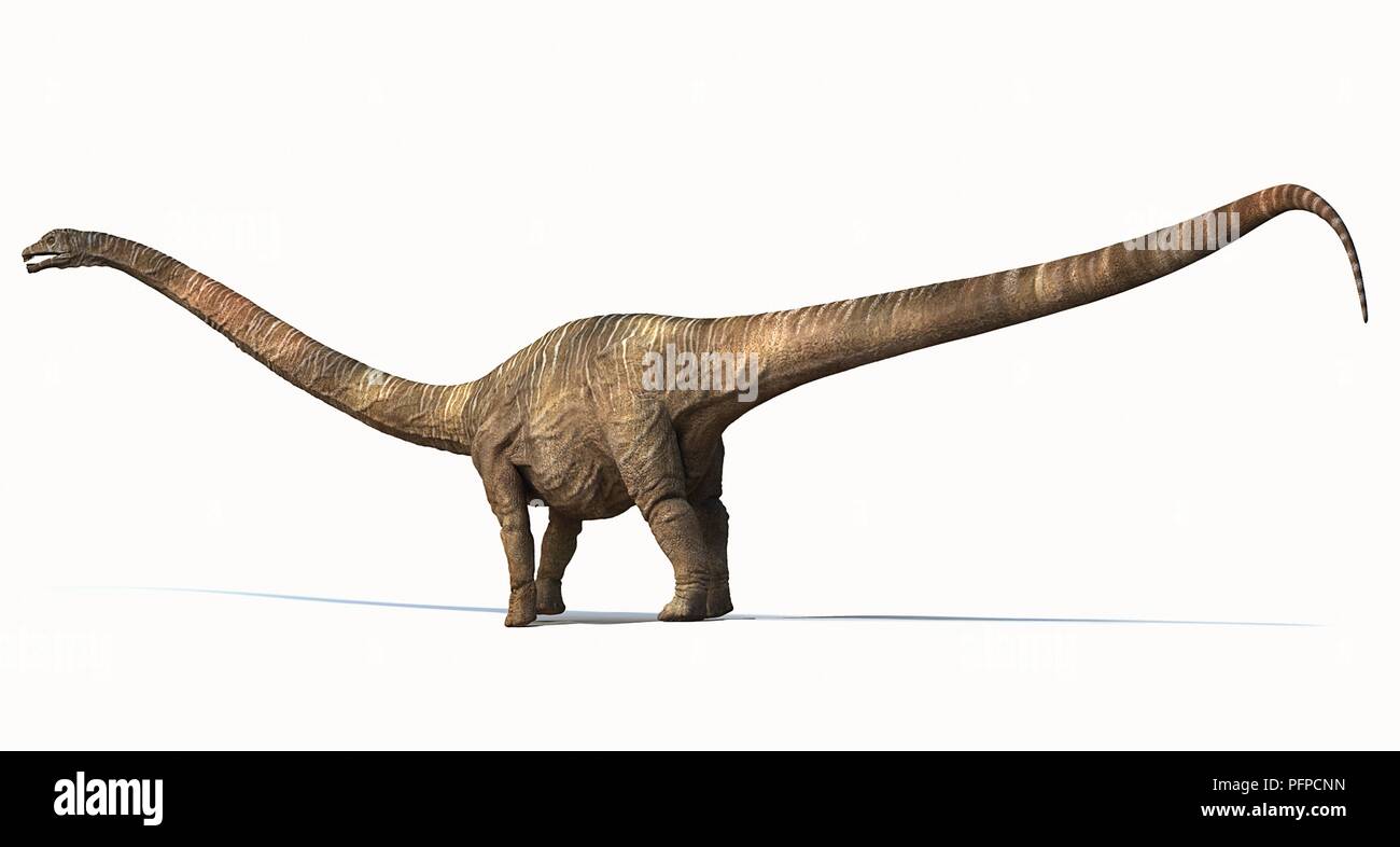 Barosaurus, side view Stock Photo Alamy