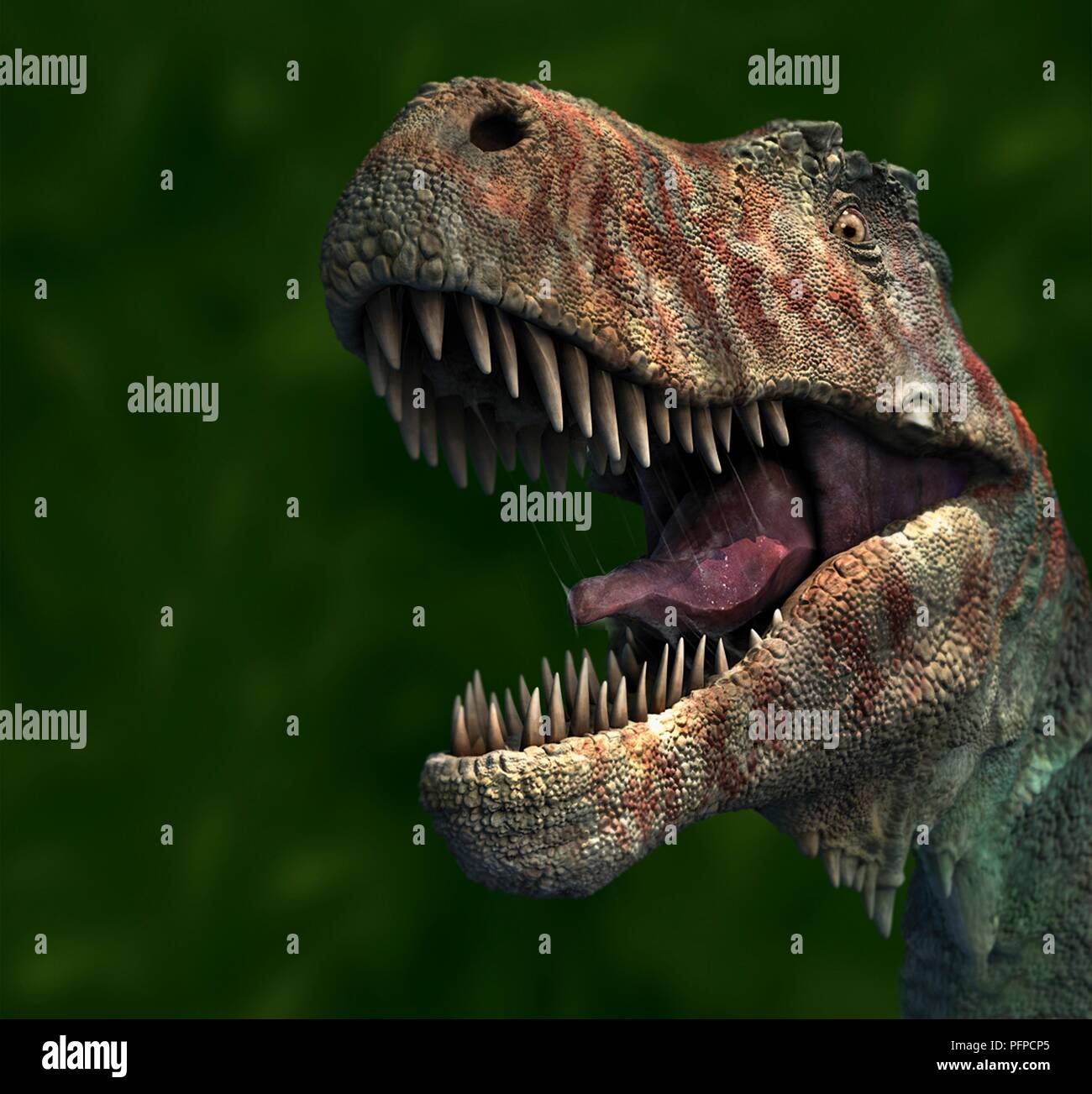 Head of Tyrannosaurus Rex, close-up Stock Photo - Alamy