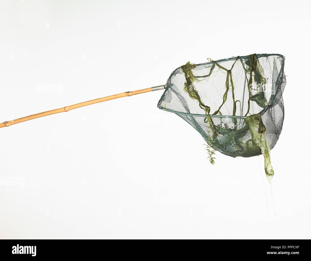 Green aquatic weed in child's fishing net Stock Photo
