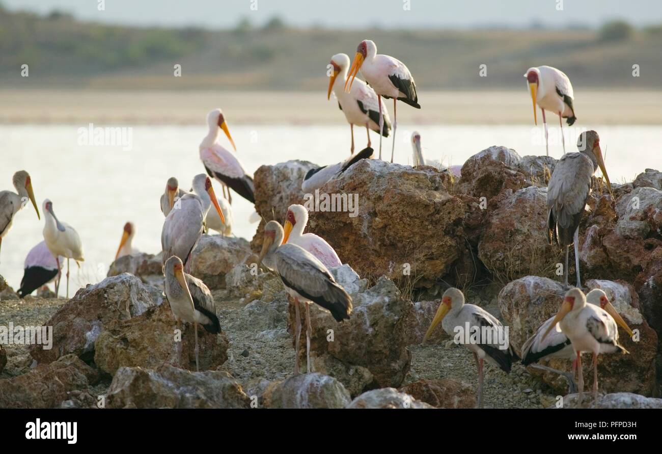 Kenya, Rift Valley, Lake Magadi, a group of Yellow-billed storks (Mycteria ibis) on rocks on the lake's shore Stock Photo