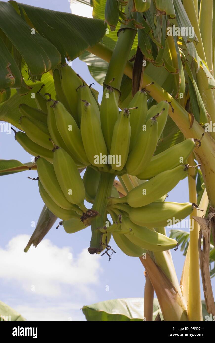 Kenya, Lamu Archipelago, Pate Island, banana tree bearing fruit Stock Photo