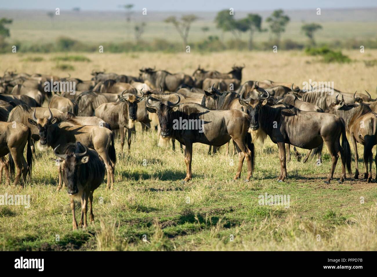 Kenya, Masai Mara National Reserve, herd of wildebeest in grassland ...