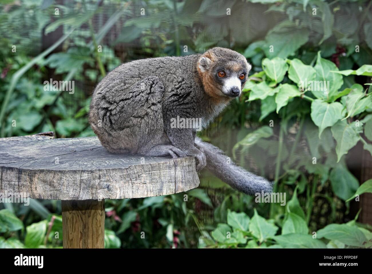 Mongoose lemur (Eulemur mongoz) perching on wooden disc Stock Photo