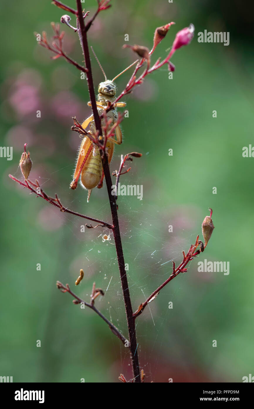 A red-legged grasshopper clings to a flower Stock Photo