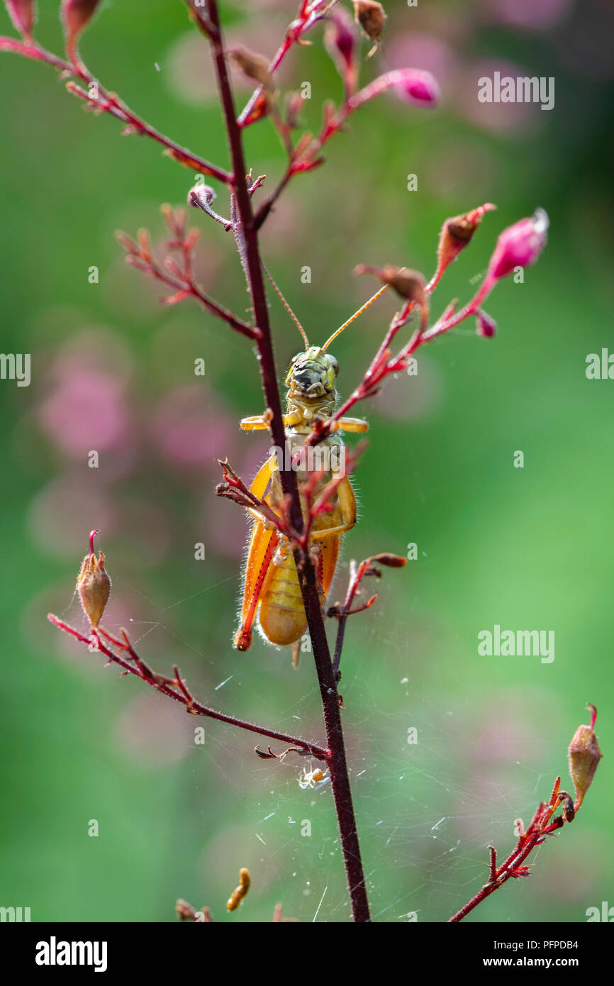 A red-legged grasshopper clings to a flower Stock Photo