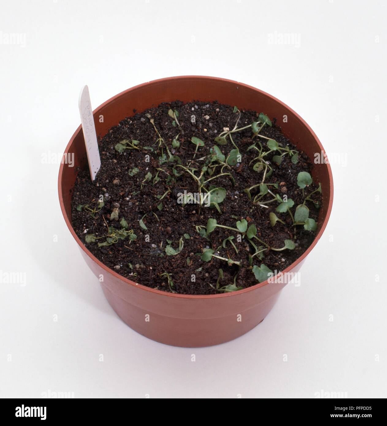 Seedlings in a pot affected by damping off Stock Photo