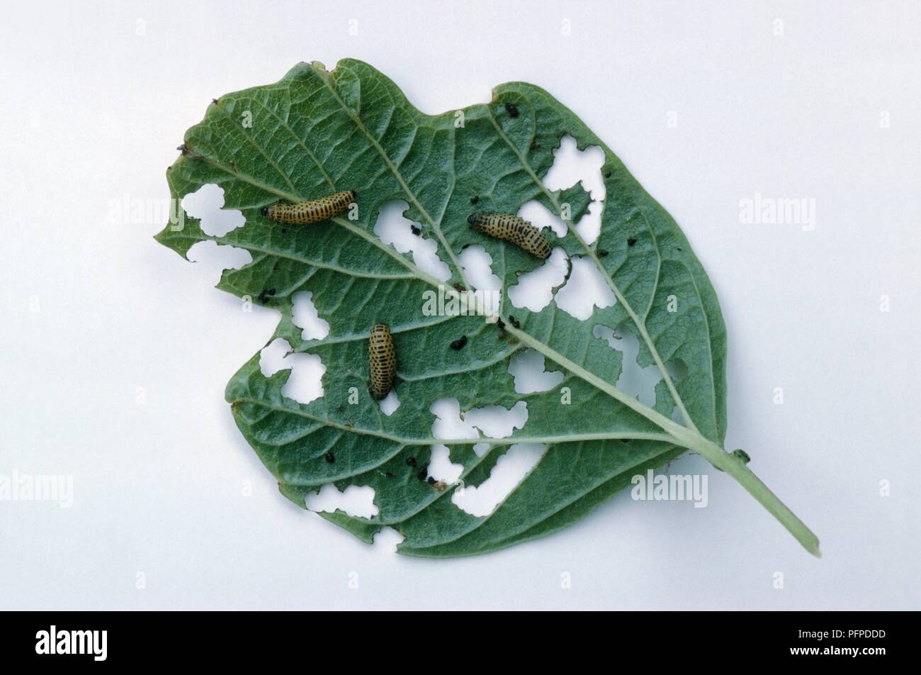 Viburnum leaf eaten by Viburnum leaf beetles (Pyrrhalta viburni Stock