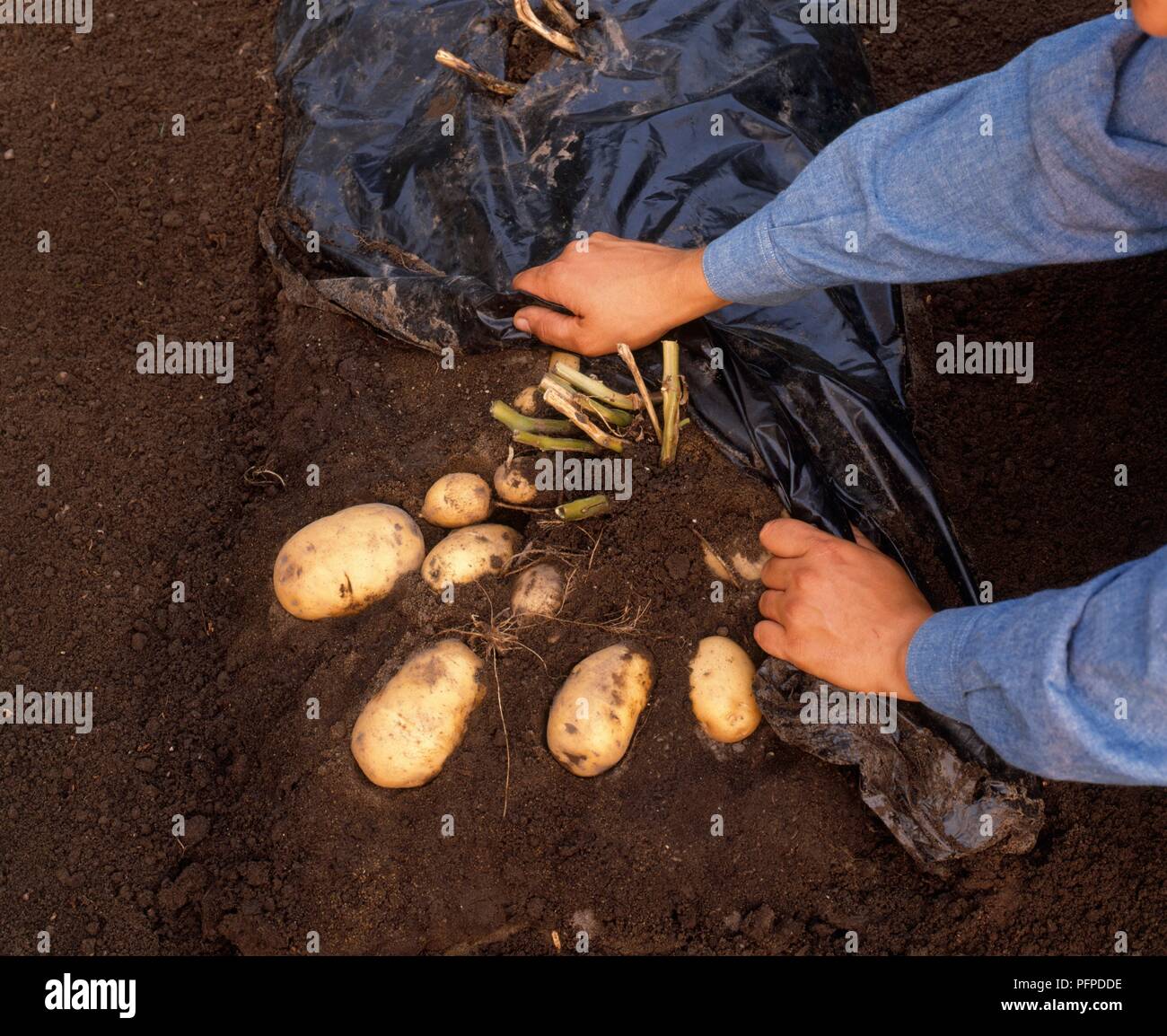 Removing plastic sheet hires stock photography and images Alamy