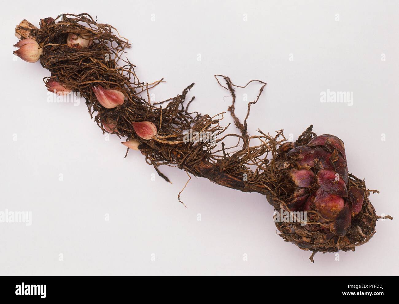 Lilium longiflorum (Easter lily) having developed bulblets on stem