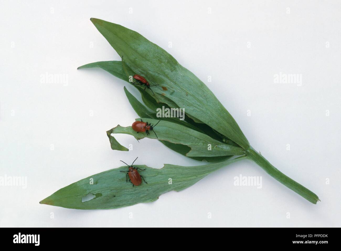 Lilium sp. (Lily) leaves damaged by Red lily beetles (Lilioceris lilii) Stock Photo