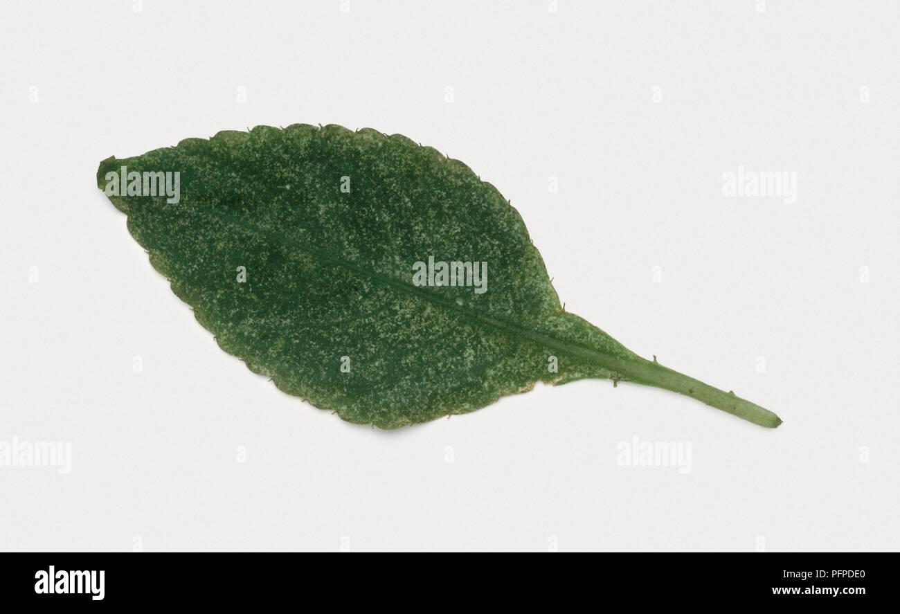 Leaf discolouration caused by Red spider mite (Tetranychus urticae) Stock Photo