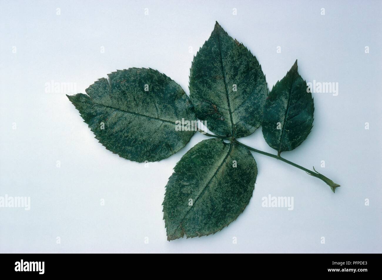 Rose leaves showing coarse pale discolouration caused by Rose leafhoppers (Edwardsiana rosae) Stock Photo