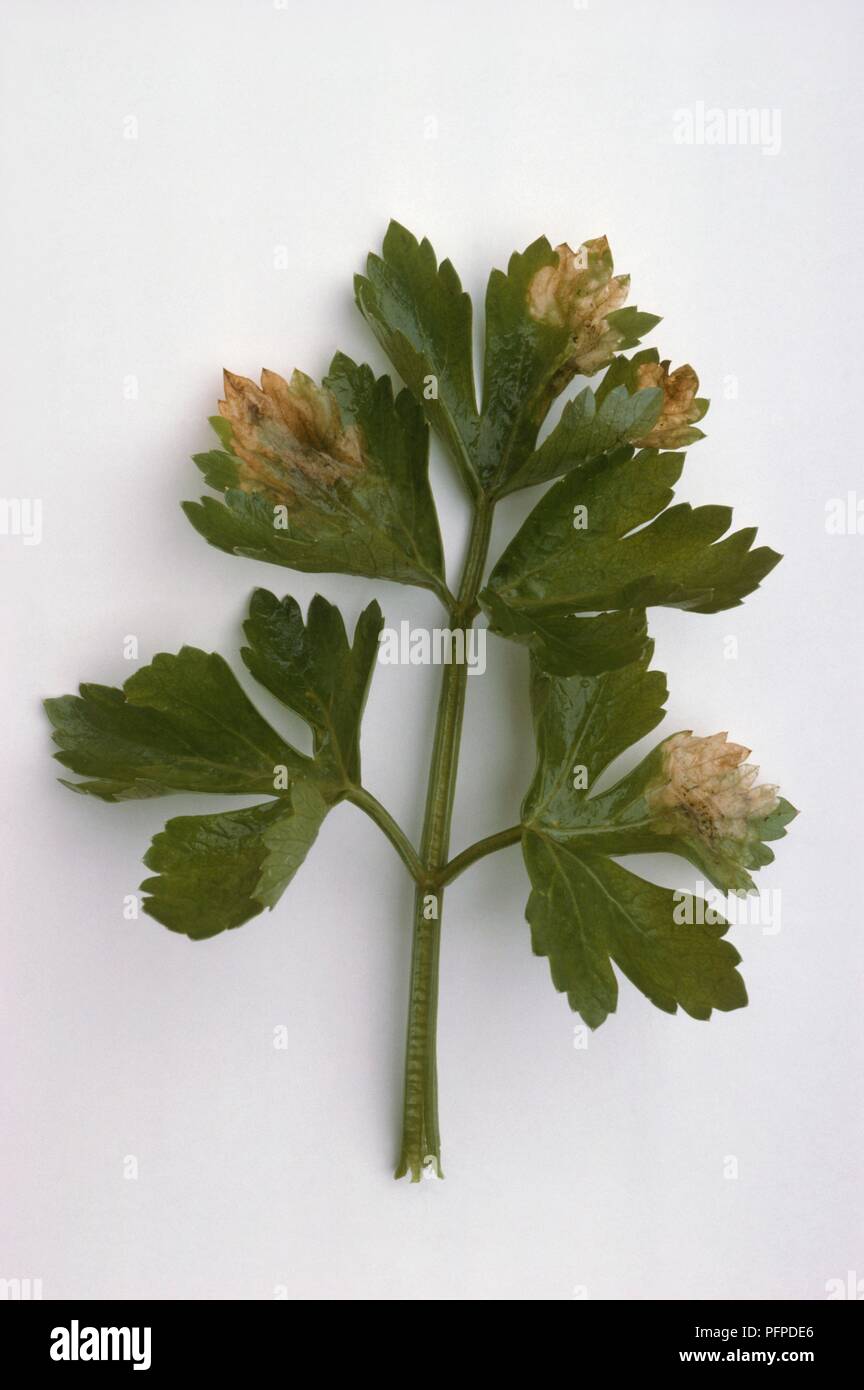 Leaves showing irregular discolouration caused by leaf miners Stock Photo