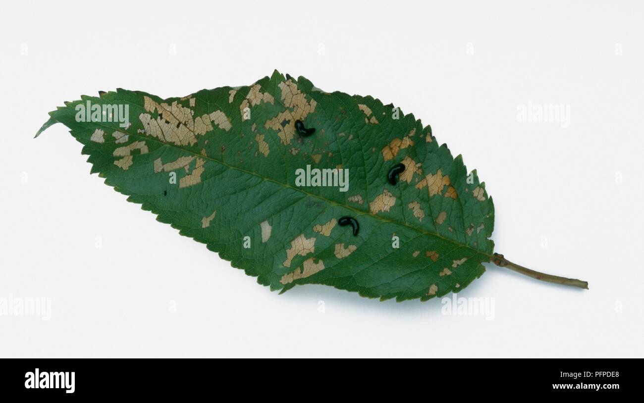 Leaf discolouration caused by Pear and cherry slug (Caliroa cerasi) Stock Photo