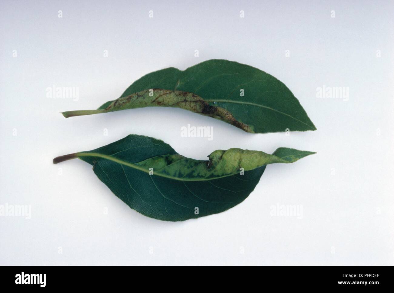 Laurus nobilis (Bay leaf) leaves damaged by psyllids Stock Photo