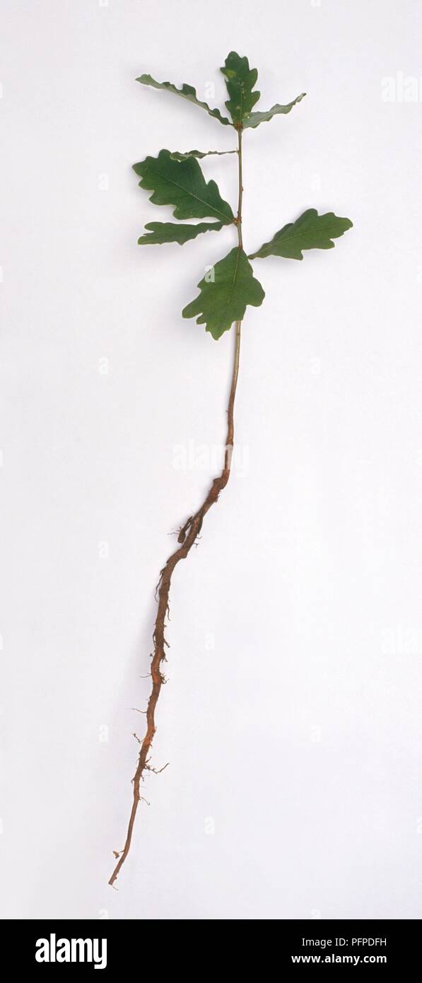 Oak Sapling Roots Oak seedling root hi-res stock photography and images - Alamy