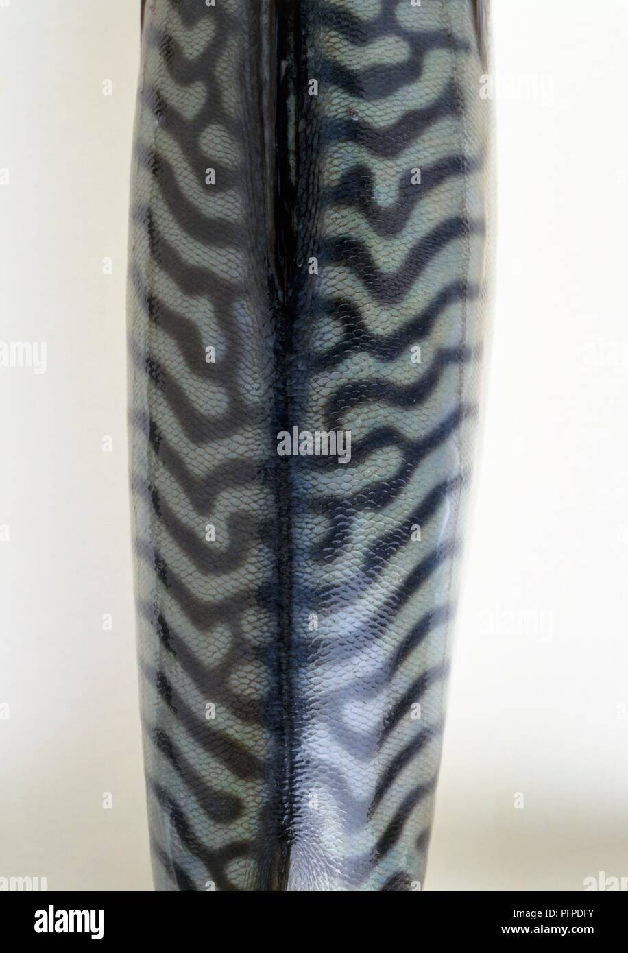 Mackerel skin, closeup Stock Photo Alamy