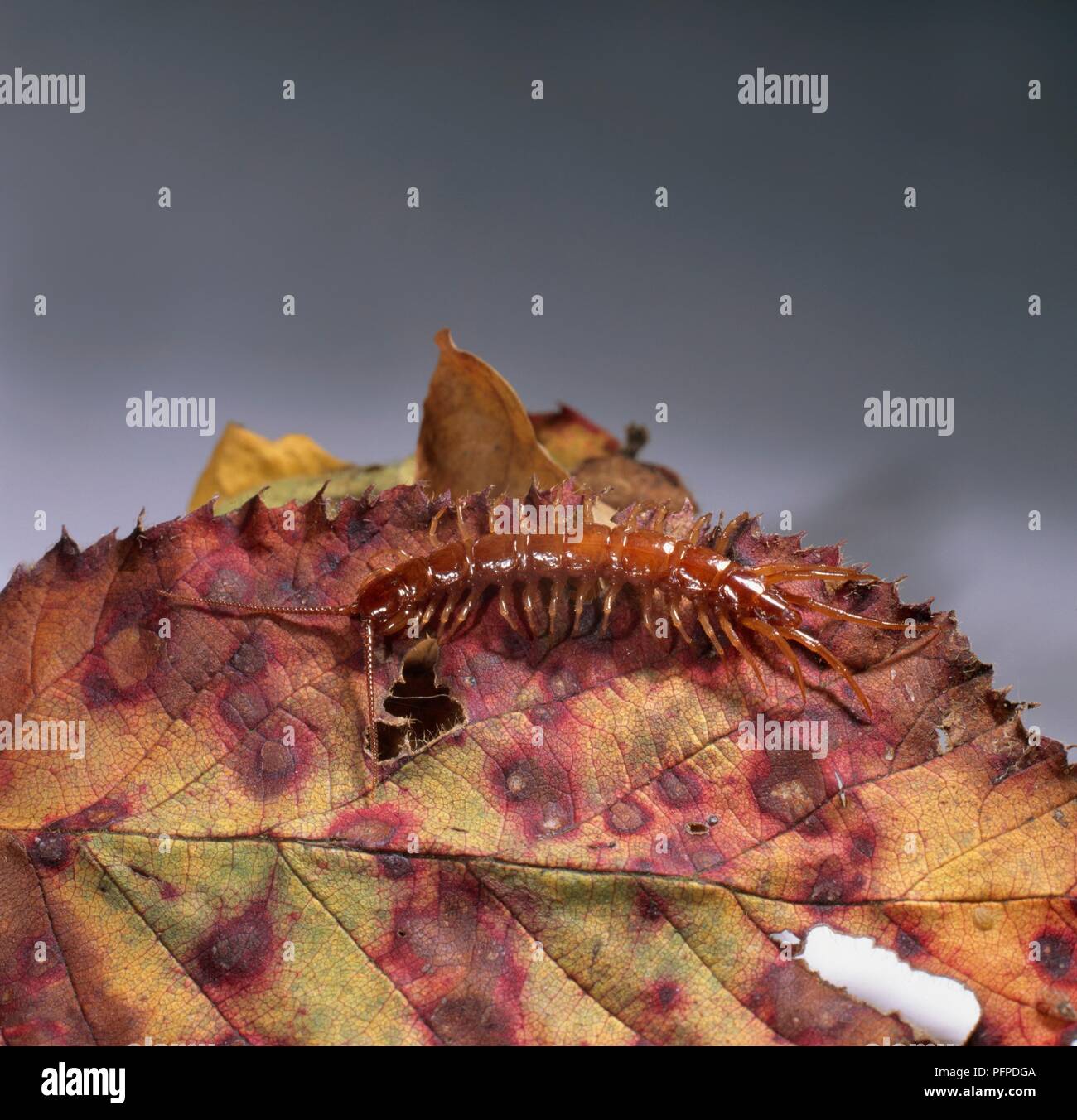 Centipede (Lithobius forficatus) eating away at a leaf Stock Photo