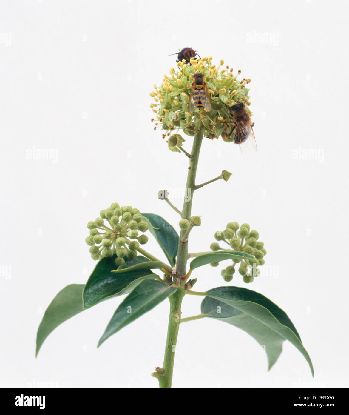 Pollen bee flower hi-res stock photography and images - Alamy