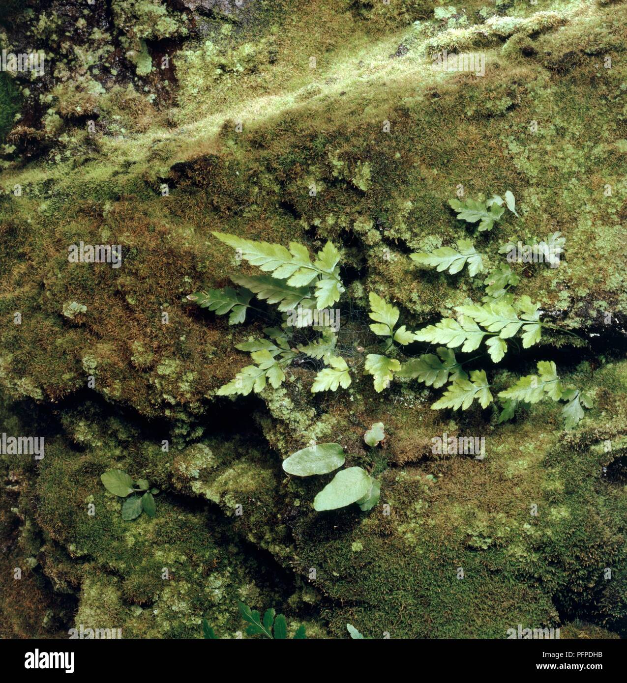 Rocks overgrown with Asplenium marinum (Sea spleenwort), Asplenium scolopendrium (Hart's tongue fern) and moss, close-up Stock Photo