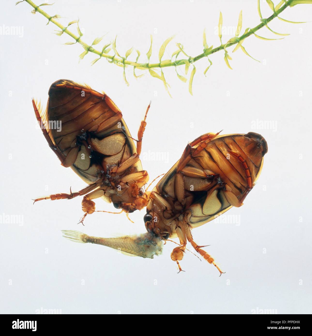Great Diving BeetleS (Dytiscus marginalis) feeding on stickleback in fish tank Stock Photo