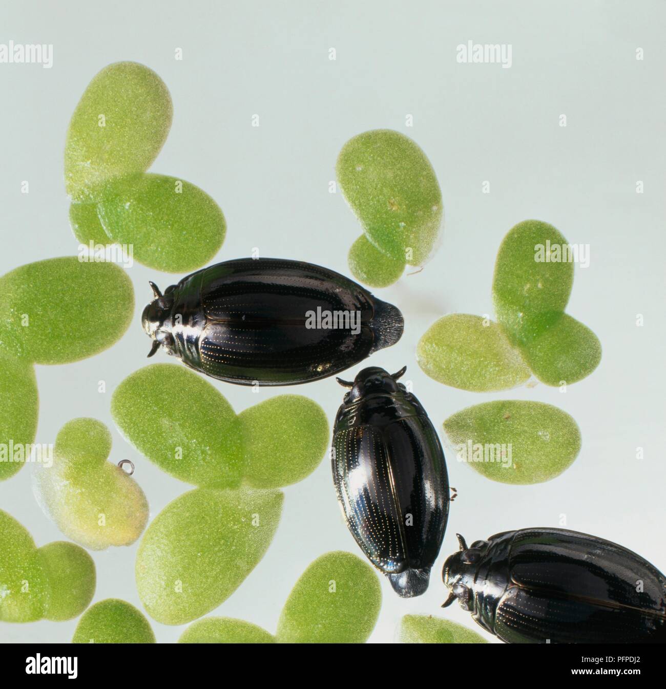 Whirligig Beetles (Gyrinus) near aquatic leaves in fish tank Stock Photo