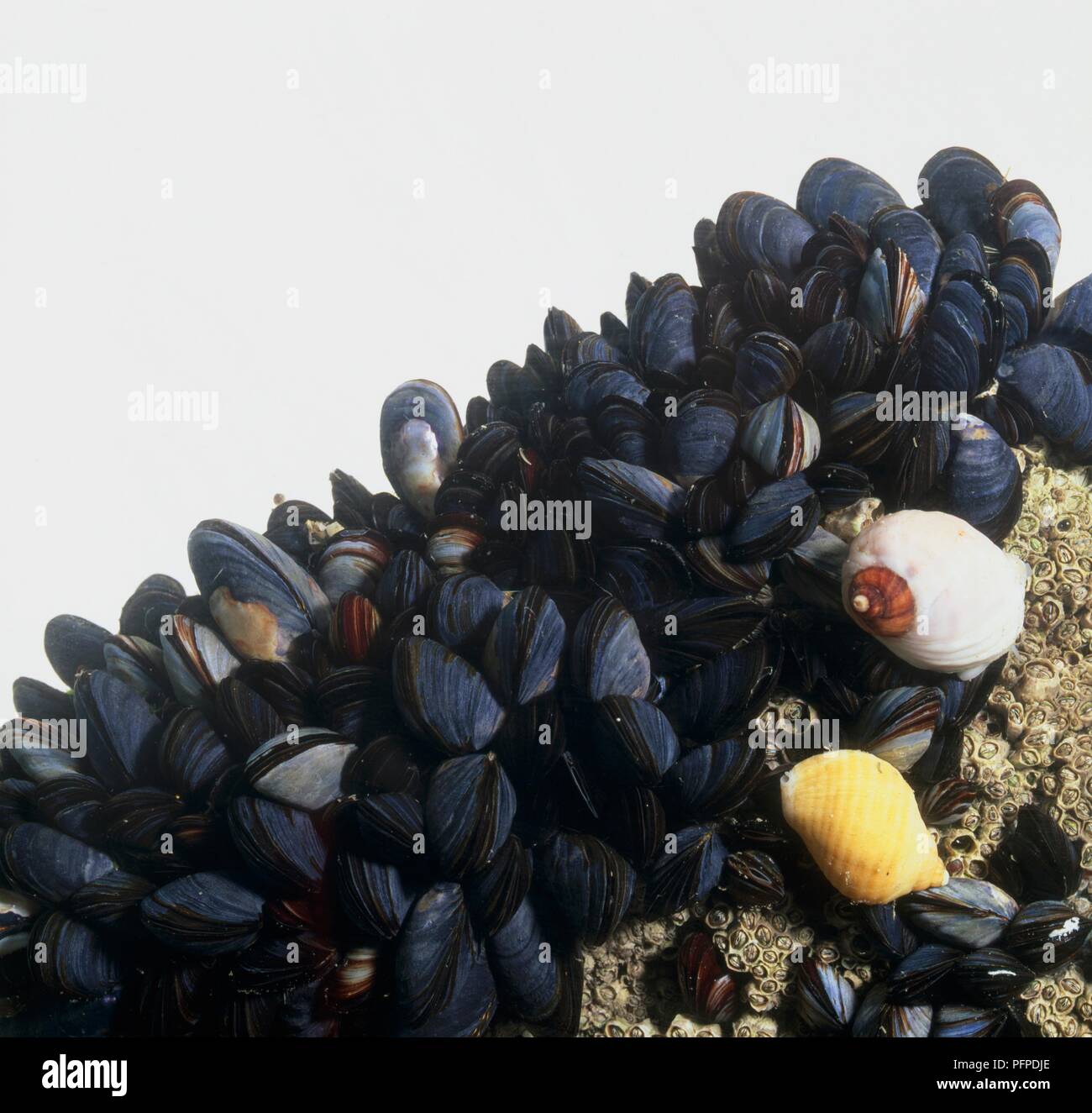 Common Mussels (Mytilus edulis) on rock in fish tank Stock Photo Alamy