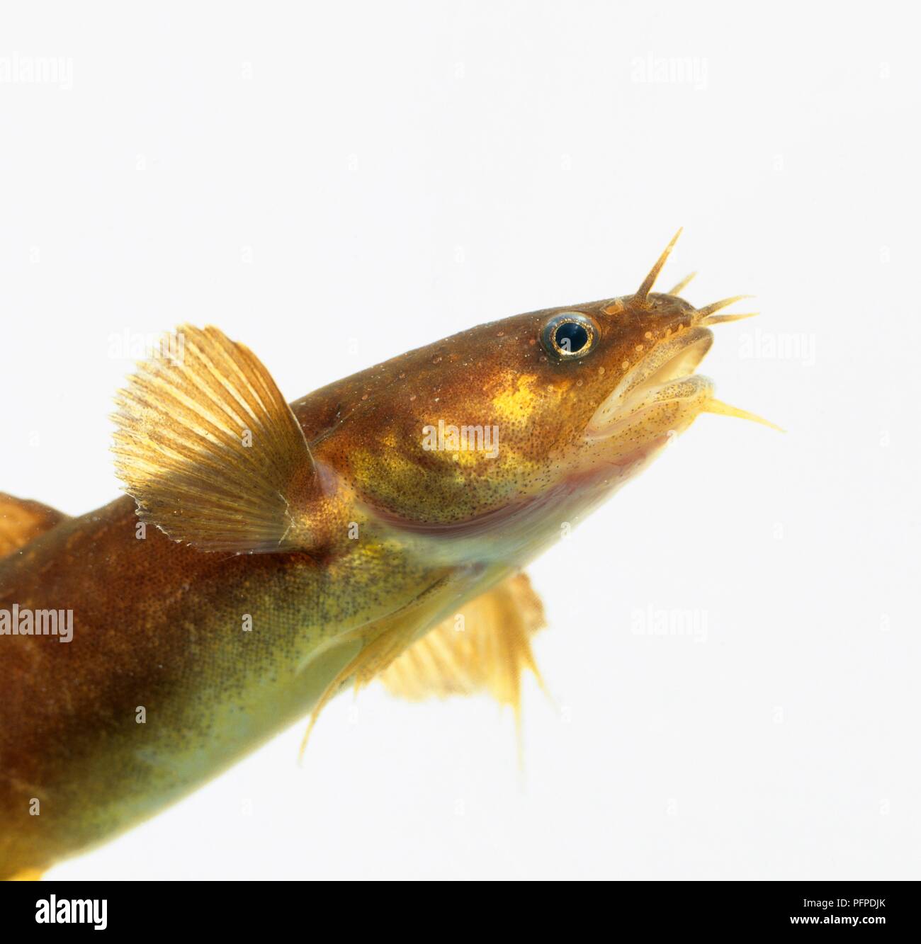 Fivebeard Rockling (Ciliata mustela) in fish tank, profile Stock Photo