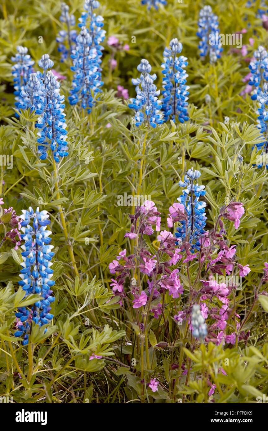 Iceland, near Lake Thingvallavatn, blue Lupinus sp. (Lupins) and pink Silene sp. (Campions) Stock Photo