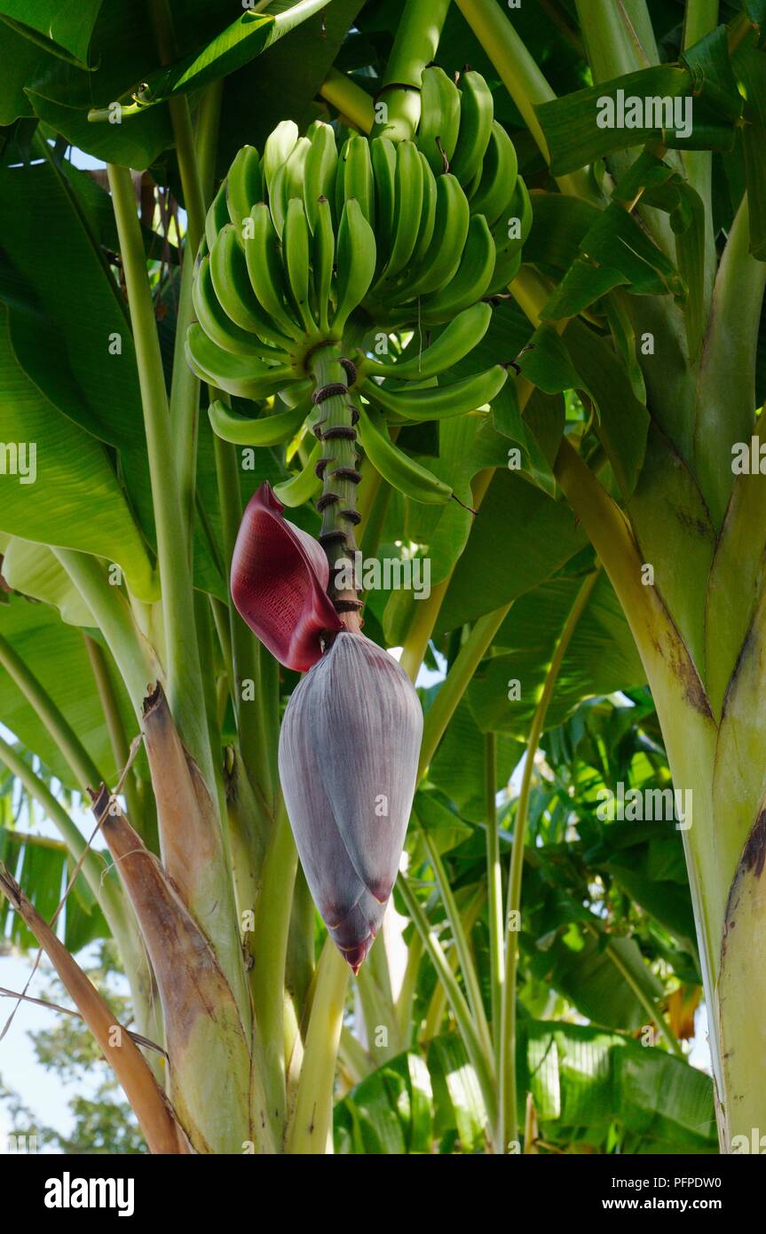 USA, Louisiana, New Orleans, Bayou St John, close-up on banana plant ...