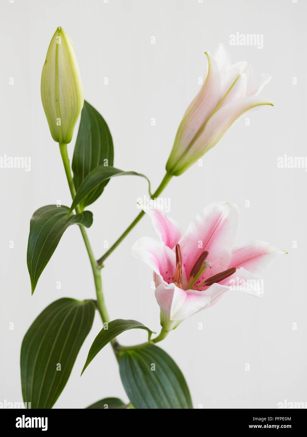 Lily buds on a stem at various stages of opening, closeup Stock Photo