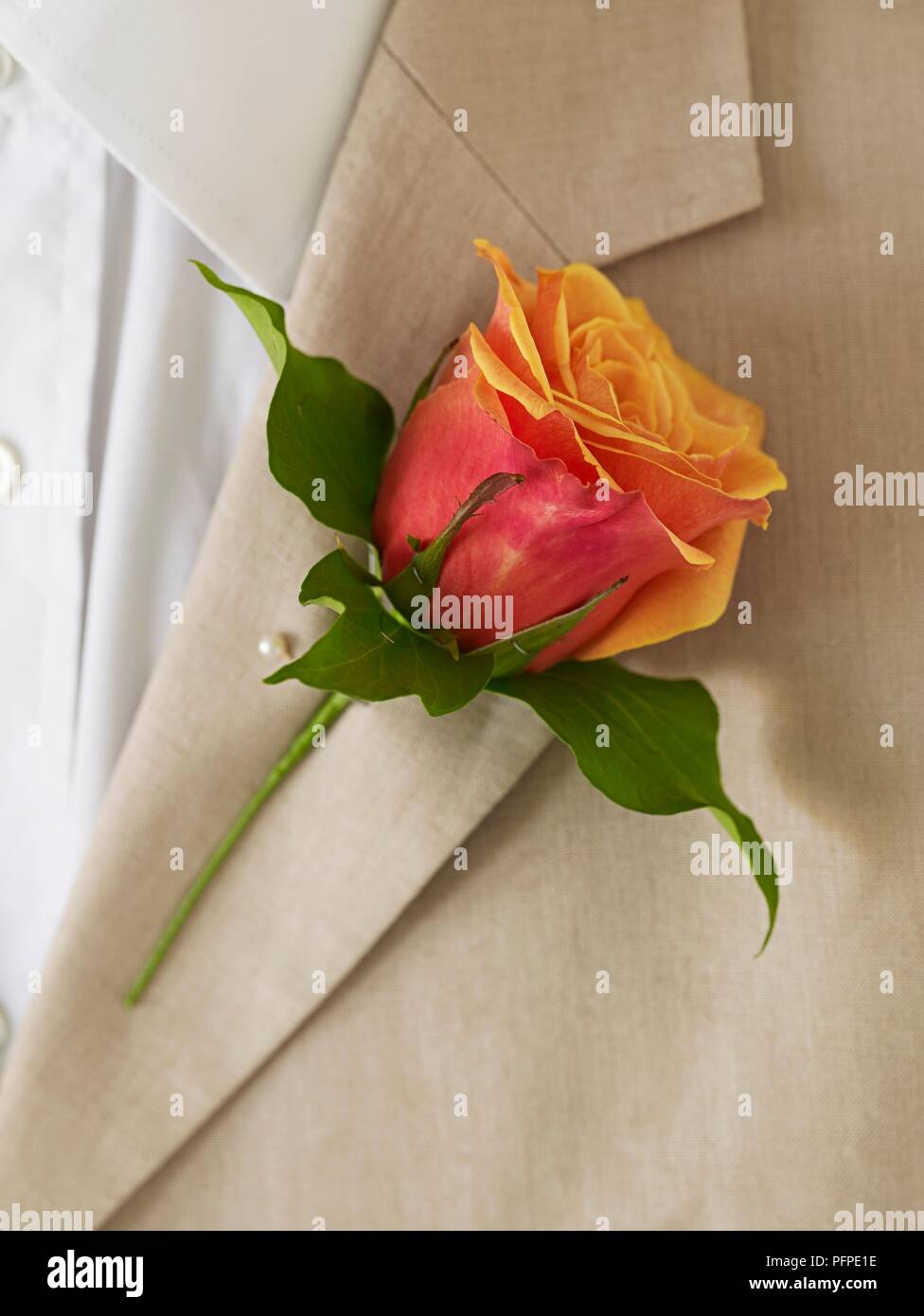 Rose in lapel attached with pin, close-up Stock Photo
